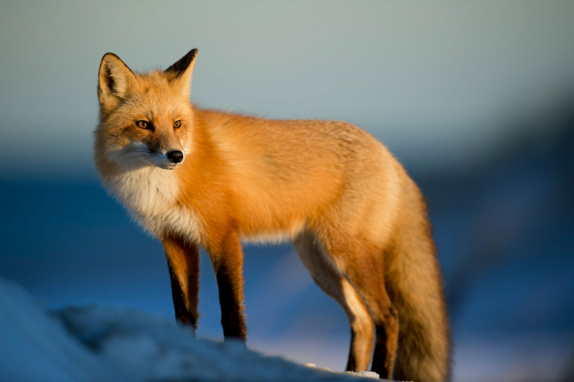 Red fox standing in nature, symbolizing agility and strategy.