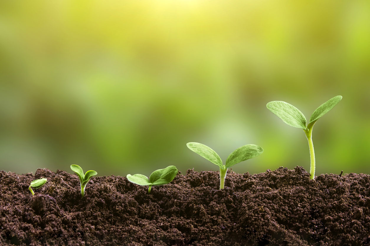 Three seedlings at progressive stages of growth emerging from soil